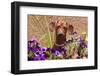 Doxen in Flower Pot-Zandria Muench Beraldo-Framed Photographic Print