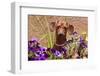 Doxen in Flower Pot-Zandria Muench Beraldo-Framed Photographic Print