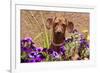 Doxen in Flower Pot-Zandria Muench Beraldo-Framed Photographic Print