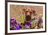 Doxen in Flower Pot-Zandria Muench Beraldo-Framed Photographic Print