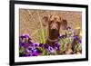 Doxen in Flower Pot-Zandria Muench Beraldo-Framed Photographic Print