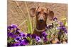 Doxen in Flower Pot-Zandria Muench Beraldo-Mounted Photographic Print