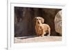 Doxen on boulders-Zandria Muench Beraldo-Framed Premium Photographic Print