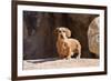 Doxen on boulders-Zandria Muench Beraldo-Framed Premium Photographic Print
