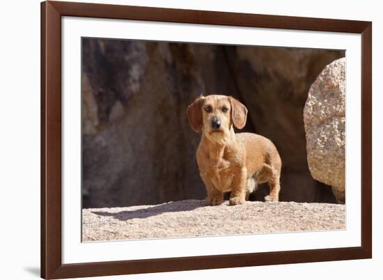 Doxen on boulders-Zandria Muench Beraldo-Framed Premium Photographic Print