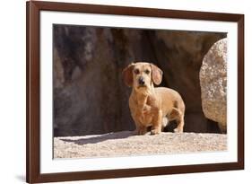 Doxen on boulders-Zandria Muench Beraldo-Framed Premium Photographic Print