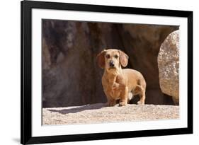 Doxen on boulders-Zandria Muench Beraldo-Framed Premium Photographic Print