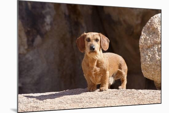 Doxen on boulders-Zandria Muench Beraldo-Mounted Premium Photographic Print