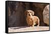 Doxen on boulders-Zandria Muench Beraldo-Framed Stretched Canvas