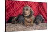 Doxen Puppies on log-Zandria Muench Beraldo-Stretched Canvas