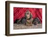 Doxen Puppies on log-Zandria Muench Beraldo-Framed Photographic Print