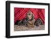 Doxen Puppies on log-Zandria Muench Beraldo-Framed Photographic Print