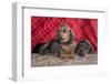 Doxen Puppies on log-Zandria Muench Beraldo-Framed Photographic Print