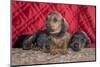 Doxen Puppies on log-Zandria Muench Beraldo-Mounted Photographic Print