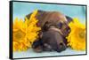 Doxen Puppies sleeping-Zandria Muench Beraldo-Framed Stretched Canvas