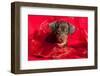 Doxen Puppy in Red-Zandria Muench Beraldo-Framed Photographic Print