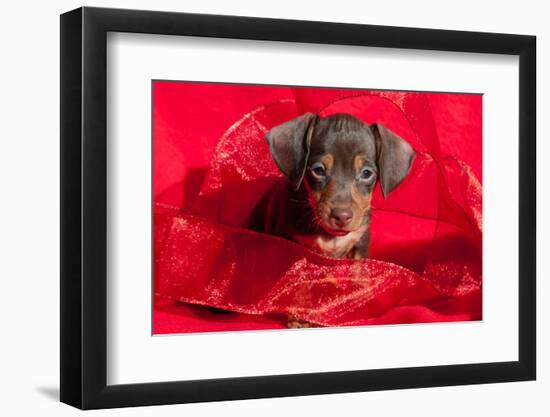 Doxen Puppy in Red-Zandria Muench Beraldo-Framed Photographic Print