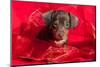 Doxen Puppy in Red-Zandria Muench Beraldo-Mounted Photographic Print