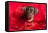 Doxen Puppy in Red-Zandria Muench Beraldo-Framed Stretched Canvas