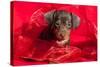 Doxen Puppy in Red-Zandria Muench Beraldo-Stretched Canvas