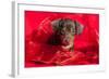 Doxen Puppy in Red-Zandria Muench Beraldo-Framed Photographic Print