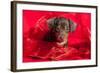 Doxen Puppy in Red-Zandria Muench Beraldo-Framed Photographic Print