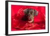 Doxen Puppy in Red-Zandria Muench Beraldo-Framed Photographic Print