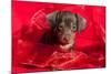 Doxen Puppy in Red-Zandria Muench Beraldo-Mounted Photographic Print