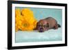 Doxen puppy MR,-Zandria Muench Beraldo-Framed Photographic Print