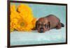 Doxen puppy MR,-Zandria Muench Beraldo-Framed Photographic Print