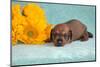 Doxen puppy MR,-Zandria Muench Beraldo-Mounted Photographic Print