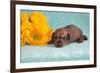 Doxen puppy MR,-Zandria Muench Beraldo-Framed Premium Photographic Print