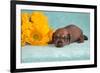 Doxen puppy MR,-Zandria Muench Beraldo-Framed Premium Photographic Print