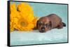 Doxen puppy MR,-Zandria Muench Beraldo-Framed Stretched Canvas