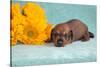 Doxen puppy MR,-Zandria Muench Beraldo-Stretched Canvas