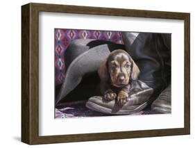 Doxen Puppy on cowboy boot-Zandria Muench Beraldo-Framed Photographic Print