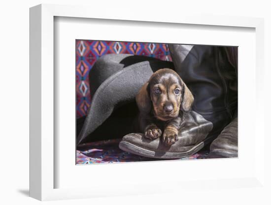 Doxen Puppy on cowboy boot-Zandria Muench Beraldo-Framed Photographic Print