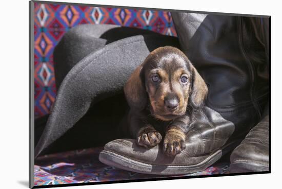 Doxen Puppy on cowboy boot-Zandria Muench Beraldo-Mounted Photographic Print