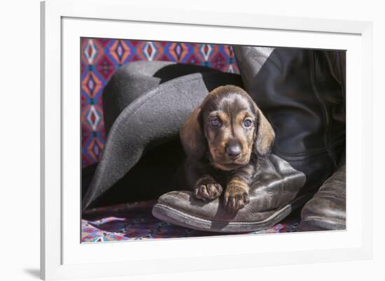 Doxen Puppy on cowboy boot-Zandria Muench Beraldo-Framed Photographic Print