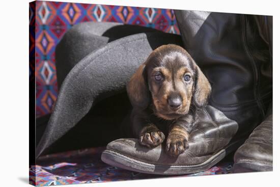 Doxen Puppy on cowboy boot-Zandria Muench Beraldo-Stretched Canvas