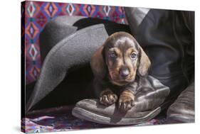 Doxen Puppy on cowboy boot-Zandria Muench Beraldo-Stretched Canvas