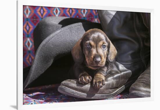 Doxen Puppy on cowboy boot-Zandria Muench Beraldo-Framed Photographic Print