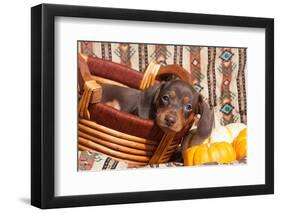 Doxen Puppy Posing-Zandria Muench Beraldo-Framed Photographic Print