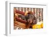 Doxen Puppy Posing-Zandria Muench Beraldo-Framed Photographic Print