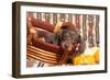 Doxen Puppy Posing-Zandria Muench Beraldo-Framed Photographic Print