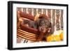 Doxen Puppy Posing-Zandria Muench Beraldo-Framed Photographic Print