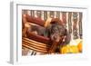 Doxen Puppy Posing-Zandria Muench Beraldo-Framed Photographic Print