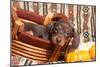 Doxen Puppy Posing-Zandria Muench Beraldo-Mounted Photographic Print