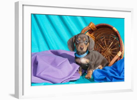 Doxen Puppy Posing-Zandria Muench Beraldo-Framed Photographic Print