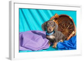Doxen Puppy Posing-Zandria Muench Beraldo-Framed Photographic Print